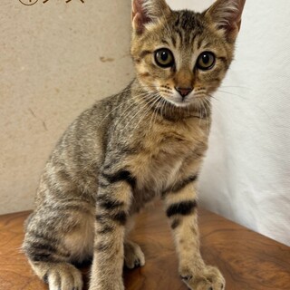 【4匹兄弟】キジトラ④