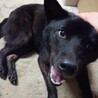 甲斐犬　武蔵です。　6歳　オス　里親様決定です サムネイル2
