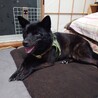 甲斐犬　武蔵です。　6歳　オス　里親様決定です サムネイル3