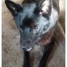 甲斐犬　武蔵です。　6歳　オス　里親様決定です サムネイル4