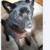 甲斐犬　武蔵です。　6歳　オス　里親様決定です サムネイル5