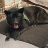 甲斐犬　武蔵です。　6歳　オス　里親様決定です サムネイル6
