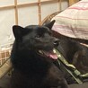 甲斐犬　武蔵です。　6歳　オス　里親様決定です サムネイル7