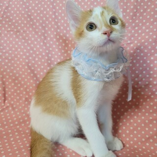 毛質が特徴的♡なでてみて♡マカロンくん