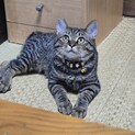 4ヶ月去勢済み、まだまだ子猫！