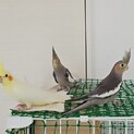 オカメインコ4匹