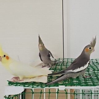 オカメインコ4匹