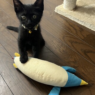 人懐っこい元気な２か月の男の子です！