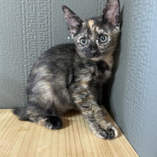 【兄弟】サビちゃん