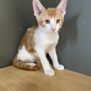 【兄弟】茶トラ白ちゃん