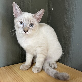 【3兄弟】シャムMIX♂