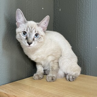 【不妊手術済み】シャムMIX♀