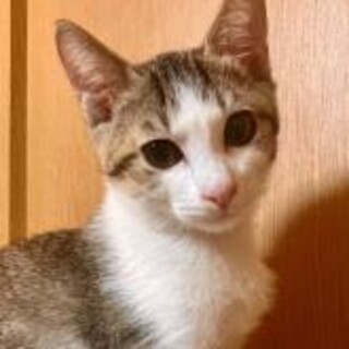 可愛い白キジ男の子三カ月人なれ抜群、穏やか。