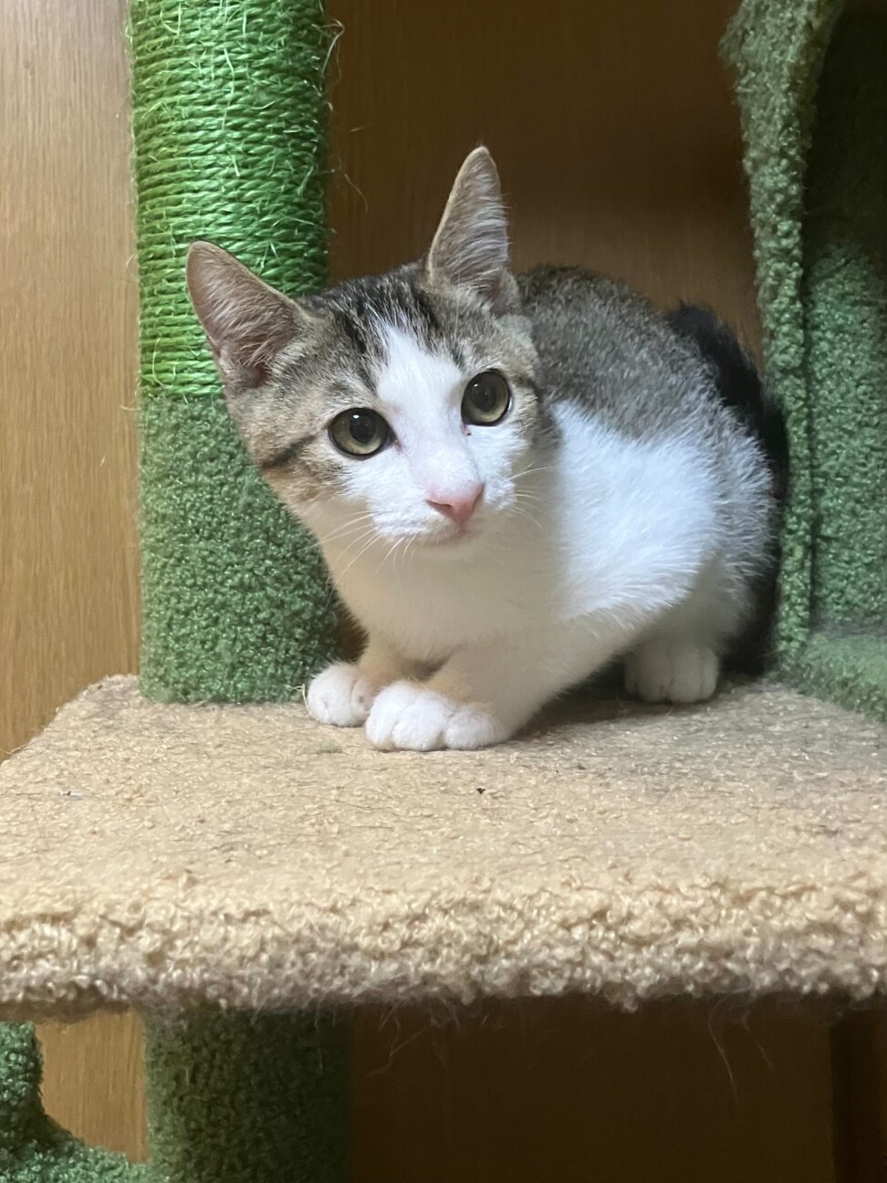 可愛い白キジ男の子三カ月人なれ抜群、穏やか。 サムネイル7