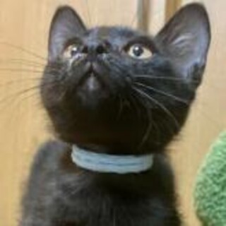 小顔の三カ月黒猫兄妹♂人なれ抜群、遊び大好き