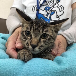 ちょっぴりビビリなキジトラ君♪生後約４ヶ月半