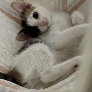 美人の三毛猫ララちゃん2ヶ月