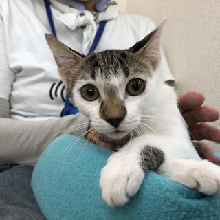 前髪が印象的な白キジ・気立よし！生後約４ヶ月♪