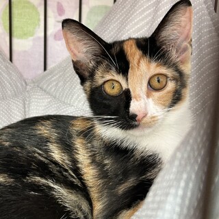 三毛猫べっぴん・大人しい女の子・生後４ヶ月♪ミケ