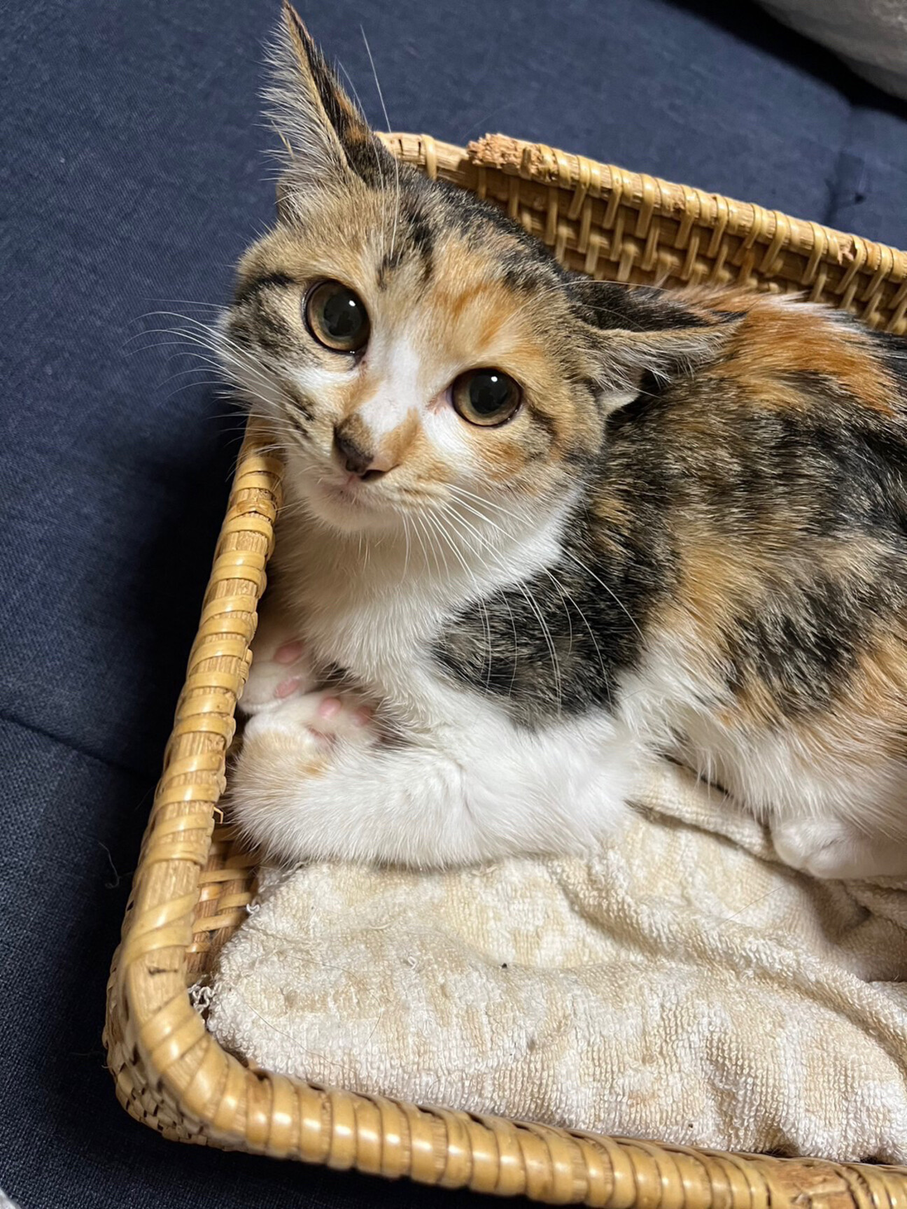 甘いイチゴと甘えん坊三毛猫 ぬいぐるみ ねこ アーティストベア 海外作家様