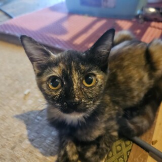 カンナちゃん♀保護猫です