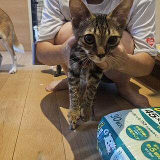 生後1歳オスのセブンくん