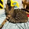かわいいキジトラの女の子です宜しくお願い致します。 サムネイル2
