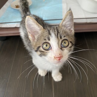 甘えん坊のキジ白　男の子！　ゴロゴロが止まらない！