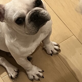 小さいけどパワフル！フレブル「コモチ」