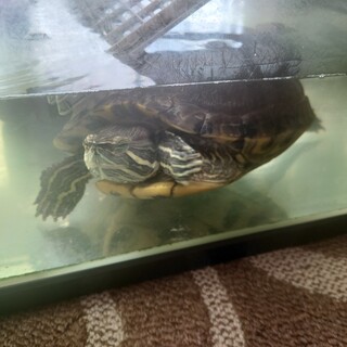 里親探しています