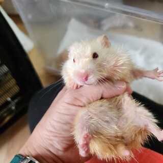 ゴールデンハムスター　女の子1才未満