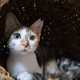 甘えん坊三毛４姉妹こりんちゃん