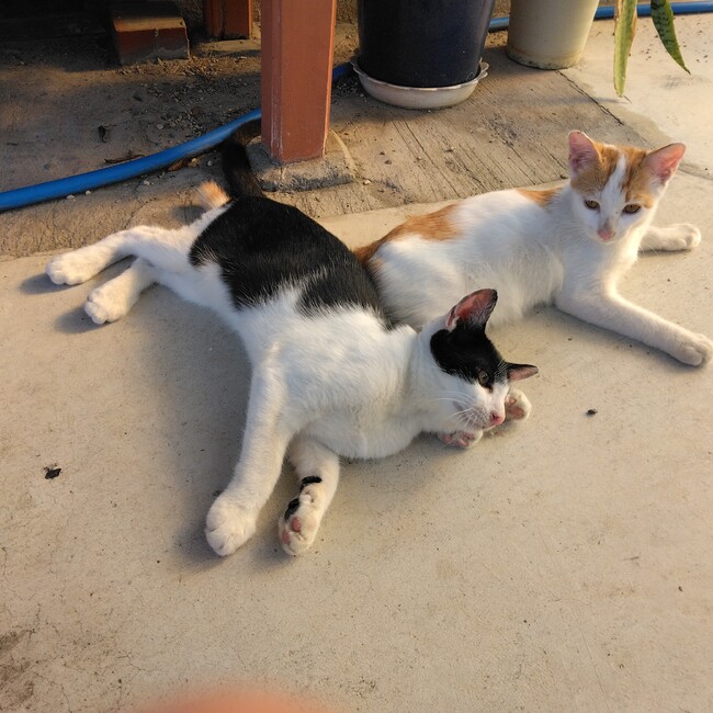 デンタルハイジーンのカバー写真