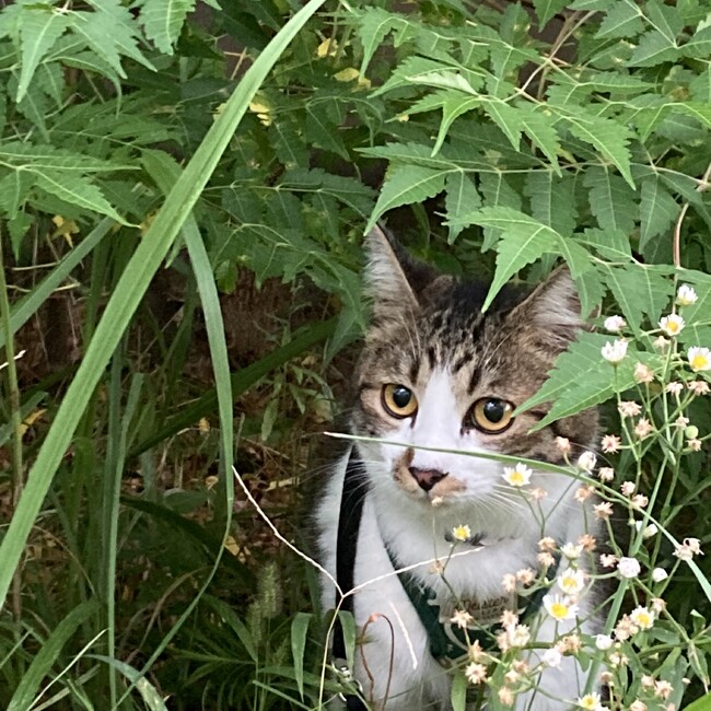 猫田家のカバー写真