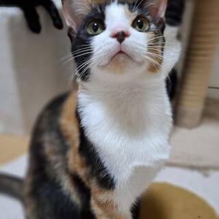 人がだぁい好き★三毛４姉妹こまり★9か月