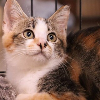 くっきりアイラインが魅力的。美猫な詩ちゃん