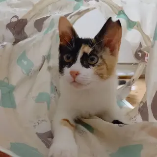 甘えた三毛４姉妹こよりちゃん