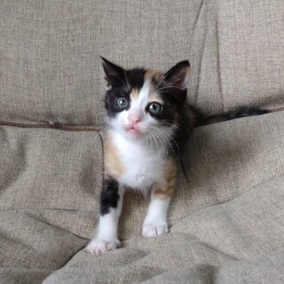 生後1ヶ月のかわいい「ねねちゃん」