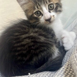 きじ白　ふわふわ　鳴き声が可愛い　しぶさわくん