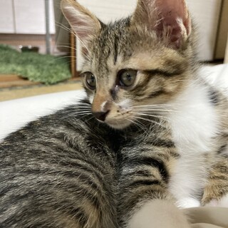 きじ白　くっついて甘えたい　大吉くん