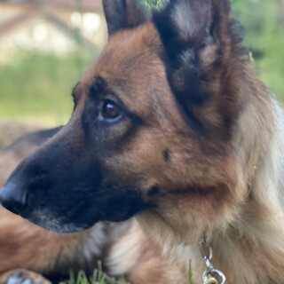 ジャーマンシェパード　6才　女の子