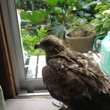 いつの間にか部屋で寛ぐ野鳥・・・