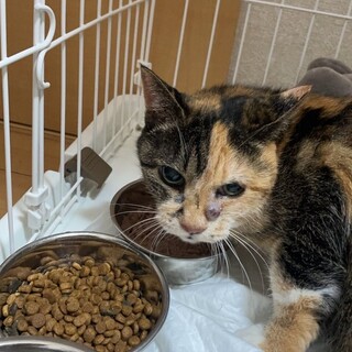 寂しいちーたんちゃんに温かなお家を！