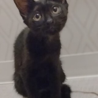 3きょうだい　ロイちゃん