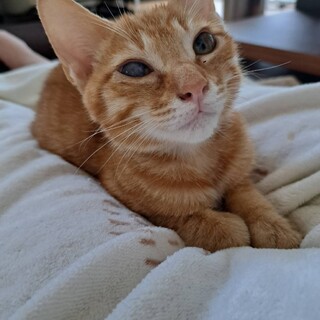 どこにでもついてくる甘えん坊なストーカー猫♪