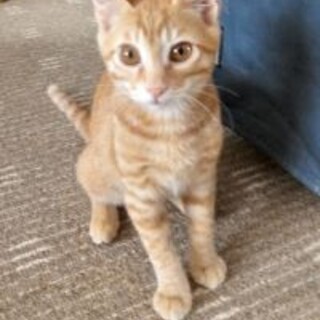 猫が大好き とらくん