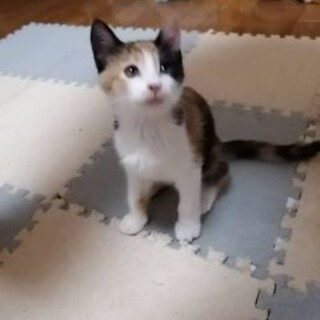 三毛猫生後３ヶ月うみちゃん