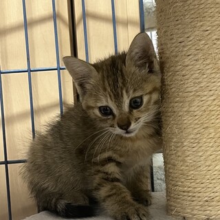 優しい❤️ソフィア❤️ちゃんの里親さん募集