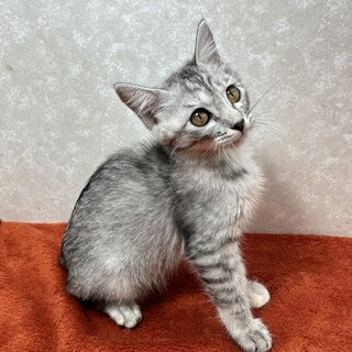 サバトラ好き必見！クールに甘えるませ猫❤ホタル