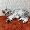 サバトラ好き必見！クールに甘えるませ猫❤ホタル サムネイル2